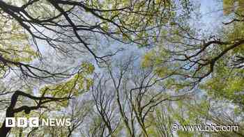 Free trees on offer as part of garden project