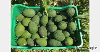 "Minstens 60-70% meer Griekse avocado's"