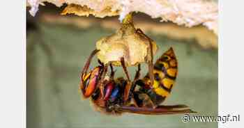 Aziatische hoornaar rukt op in Nederland: wat kunnen we leren van de VS?