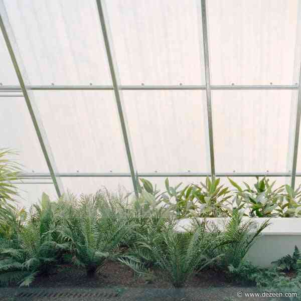 Anthony Gill Architects screens Australian house with fibreglass and plants