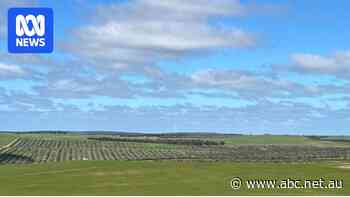 Council hopes new wind farm deal will set precedent for country WA