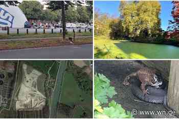 2024 in Münster: Das waren die skurrilsten Geschichten