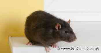 Rats will never enter your home 'for good' with one powerful natural item they 'despise'