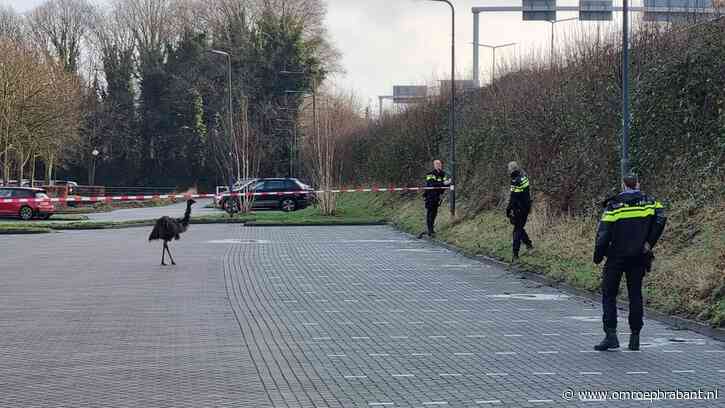 Emoe op oorlogspad, beest rent dwars door het vangnet heen