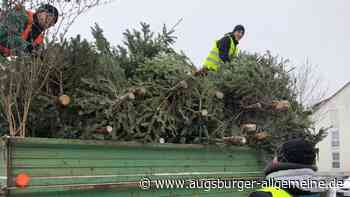 Wann und wo im Kreis Neu-Ulm die Christbäume gesammelt werden