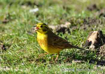 Farmers gear up for 2025 Big Farmland Bird Count