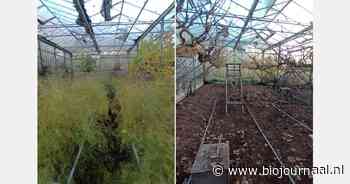Nieuw doel voor kassen Den Hoorn: biologische tuinderij oprichten