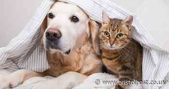 Pet owners share their cats' 'toxic traits' - and people are in hysterics