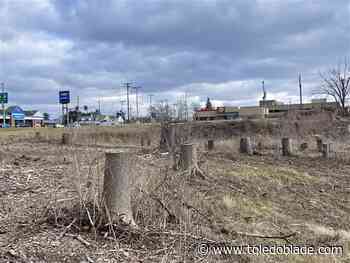 ‘City of Trees’ now features dozens of stumps