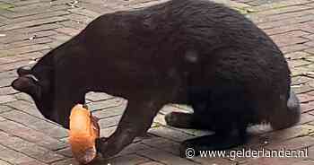 Moet je je als baasje zorgen maken, als je kat steeds thuiskomt met rookworsten?