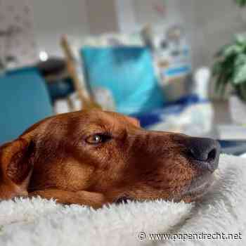 Actie voor ernstig zieke hond Macy