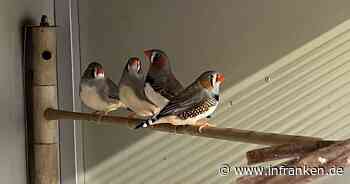 Tierheim Bamberg: Zebrafinken mit ulkigen Namen suchen neue Besitzer