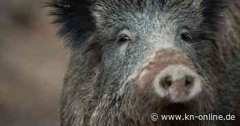 Frau wird beim Schlafen im Wald von Wildschweinen umringt