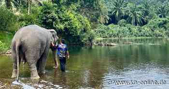 Thailand: Kritik an Elefanten-Camps nach Tod von Touristin