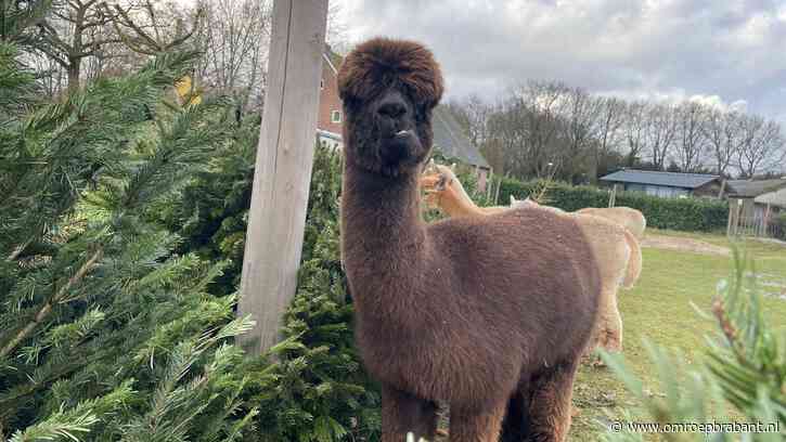 Kerstbomen verdwijnen in de magen van deze dieren: 'Verlaat kerstdiner'