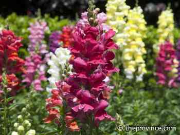 Snapdragons among easiest flowers to grow