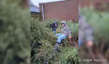 Kerstbomen leveren leuk zakcentje op voor menig jongere
