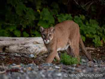 Trail closed in Nanaimo after aggressive cougar sighted