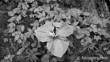 To Zone, or Not to Zone: That May Be the Question