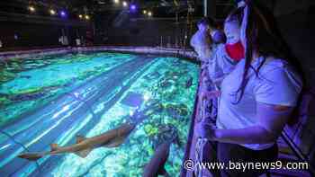 SeaWorld's 'Ultimate Shark Experience' returns for 2024