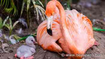 Discovery Cove celebrates birth of baby pink flamingo ahead of National Flamingo Day