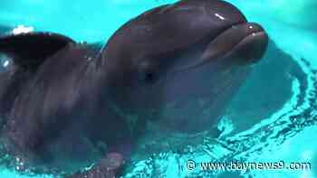 Help name Discovery Cove's newest dolphin calf