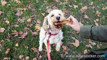 Vermoedelijk dertien dode en tientallen zieke honden door giftige kauwbotten