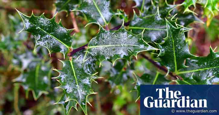 Country diary: All is damp and dripping in the misty shroud | John Gilbey