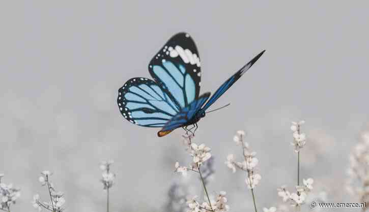 Eerste groeistuip Bluesky eindigt op 26 miljoen leden