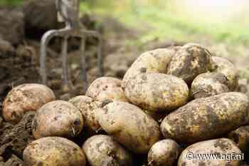PotatoNL begint met fritesnotering tussen 20 en 32,50 euro per 100 kilo