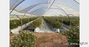 "In Marokko is er de politieke wil om de zachtfruitteelt voort te zetten en investeringen te doen"