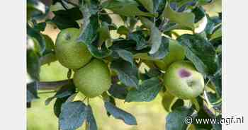Klimaatverandering bedreigt Amerikaanse appelteelt