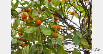 Braziliaanse sinaasappelmarkt bereikt recordprijzen