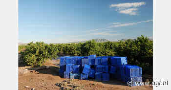 "Meer Spaanse sinaasappelen naar industrie vanwege relatief goede prijzen"