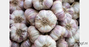 Córdoba's knoflookareaal houdt stand ondanks herfstregens