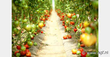 In tien jaar tijd is afzet Spaanse tomaten in de EU met 12,87% gedaald