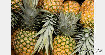 Wegens gebrek aan scheepsruimte bleef de Panamese ananasoogst eind 2024 in eigen land