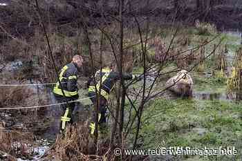 Schaf droht zu versinken