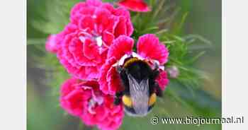 Eerste ALV Biologische Sierteelt Nederland: 16 januari in Ede