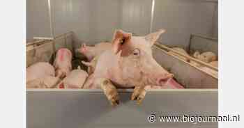 Vrees voor krimp biologische veestapel om vergunning te krijgen