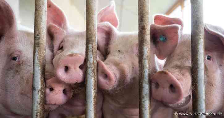 Stadt untersagt Schlachthof die Schlachtung von Schweinen