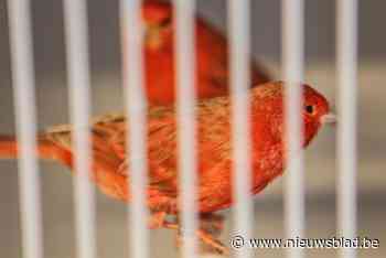 Dierenwelzijn valt voor tweede keer in een maand tijd binnen bij zelfde ‘dierenliefhebber’: tientallen zwaar verwaarloosde vogels in beslag genomen