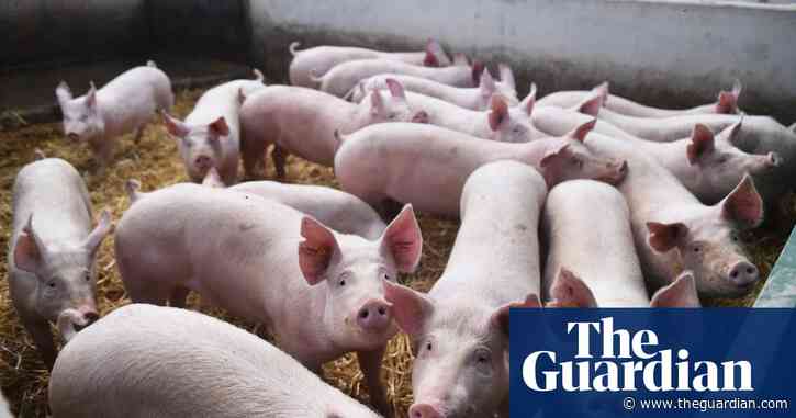UK ministers may lift BSE-era ban on animal remains in chicken and pig feed