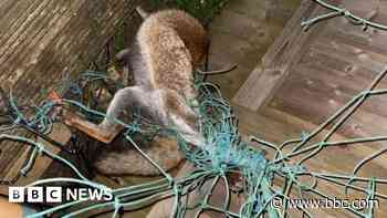 A&E face mask advice and trapped fox is rescued