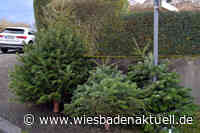 Tannenbaum-Abholaktion in Wiesbaden: Termine und wichtige Informationen