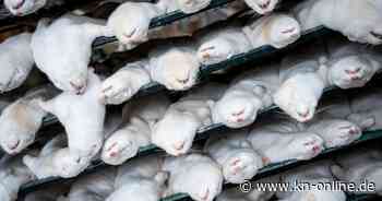 Nerzzucht in Dänemark im Aufwind – Tierschützer fordern Verbot