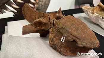 Behind the scenes with a duck-billed dino fossil at the Royal Saskatchewan Museum