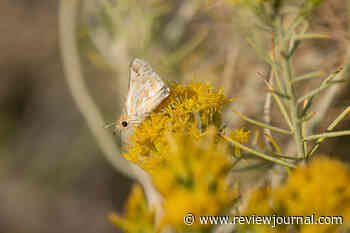 This rare Nevada butterfly will soon get federal protections