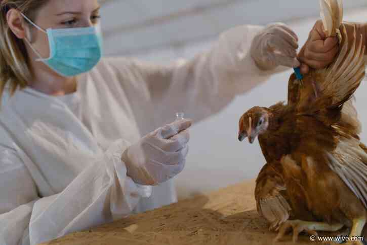 Avian flu poses low threat to New Yorkers, officials say