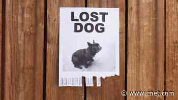 How to Protect Your Cats and Dogs During Wildfire Evacuations